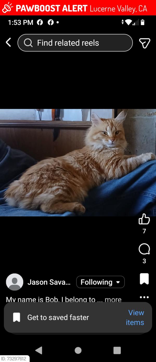 Lost Male Cat last seen Clark Rd, Lucerne Valley, CA 92356