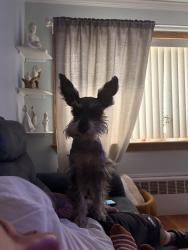 Lost Female Dog last seen Between 13th and 14 th ave on 126th st, Queens, NY 11356