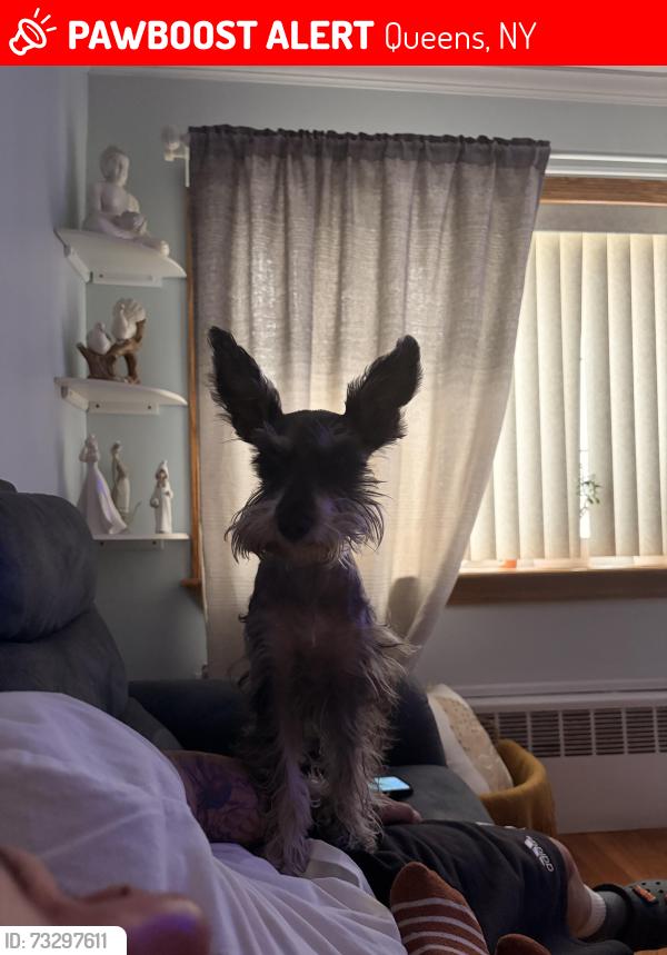 Lost Female Dog last seen Between 13th and 14 th ave on 126th st, Queens, NY 11356