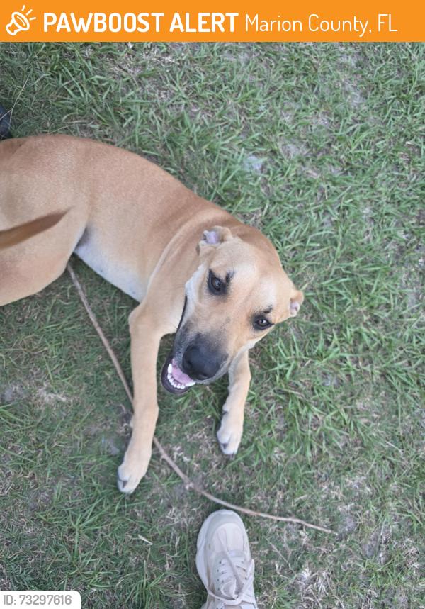 Found/Stray Female Dog last seen Se 100 ave, Marion County, FL 34491
