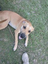 Found/Stray Female Dog last seen Se 100 ave, Marion County, FL 34491