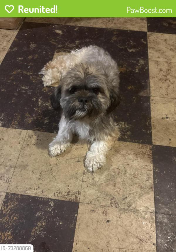 Reunited Female Dog last seen Six and lesure, Detroit, MI 48235
