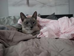 Reunited Male Cat last seen Stage Rd. N Billerica, Billerica, MA 01862