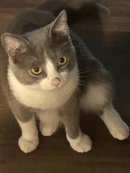 Lost Male Cat last seen Stoney brook apmts, San Antonio, TX 78238