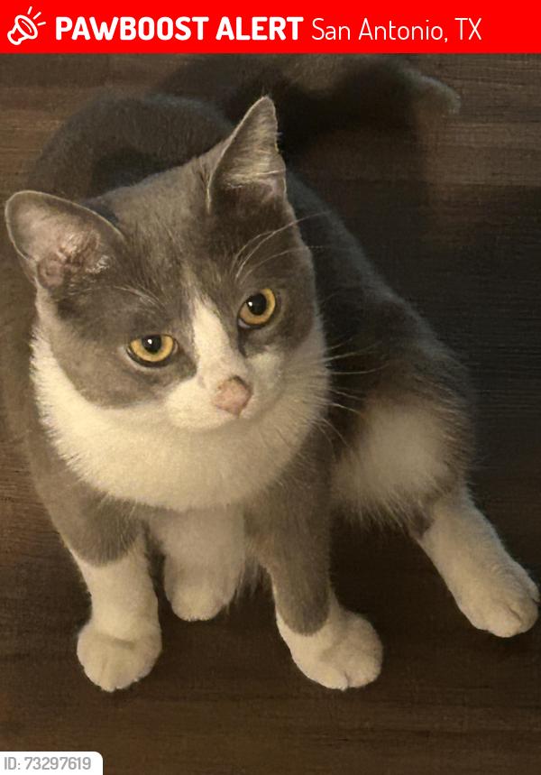 Lost Male Cat last seen Stoney brook apmts, San Antonio, TX 78238