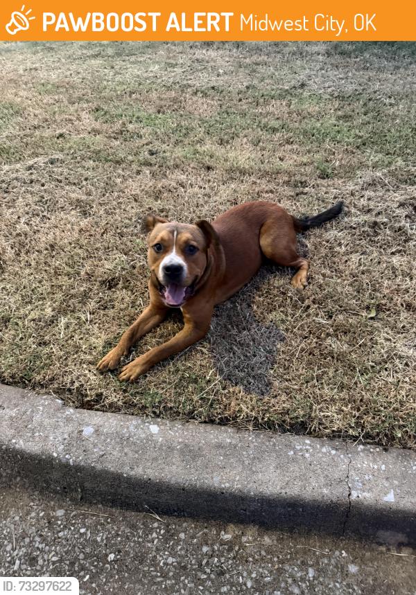 Found/Stray Male Dog last seen Brown and Crosby, Midwest City, OK 73110