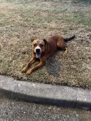 Found/Stray Male Dog last seen Brown and Crosby, Midwest City, OK 73110