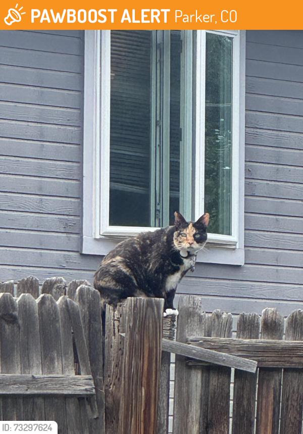 Found/Stray Unknown Cat last seen Sandreed circ, Parker, CO 80134