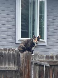 Found/Stray Unknown Cat last seen Sandreed circ, Parker, CO 80134