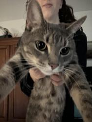 Reunited Female Cat last seen Hampton and Somerled, Montréal, QC H3X 3P8