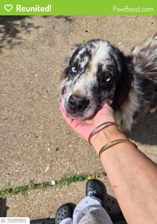 Reunited Male Dog last seen South Branch Dr, Arlington, TX 76001