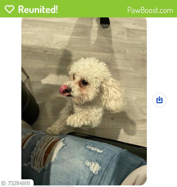 Reunited Female Dog last seen senterra lakes, Harris County, TX 77379