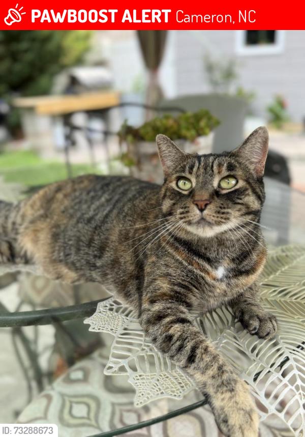 Lost Female Cat last seen Lexington plantation, Cameron, NC 28326