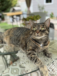 Lost Female Cat last seen Lexington plantation, Cameron, NC 28326