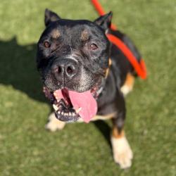 Shelter Stray Female Dog last seen , Animal Care & Control Team of Philly, 111 W Hunting Park Ave, Philadelphia, PA 19140, USA