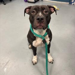 Shelter Stray Female Dog last seen , Animal Care & Control Team of Philly, 111 W Hunting Park Ave, Philadelphia, PA 19140, USA