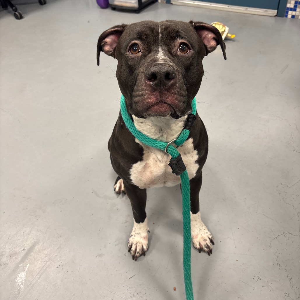 Shelter Stray Female Dog last seen , Animal Care & Control Team of Philly, 111 W Hunting Park Ave, Philadelphia, PA 19140, USA