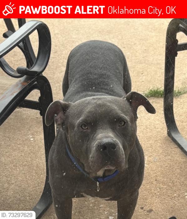 Found/Stray Male Dog last seen Sunnylane, Oklahoma City, OK 73135