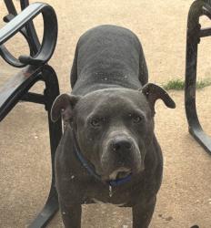 Reunited Male Dog last seen Sunnylane, Oklahoma City, OK 73135