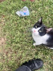 Found/Stray Male Cat last seen Target on primrose, Springfield, MO 65804