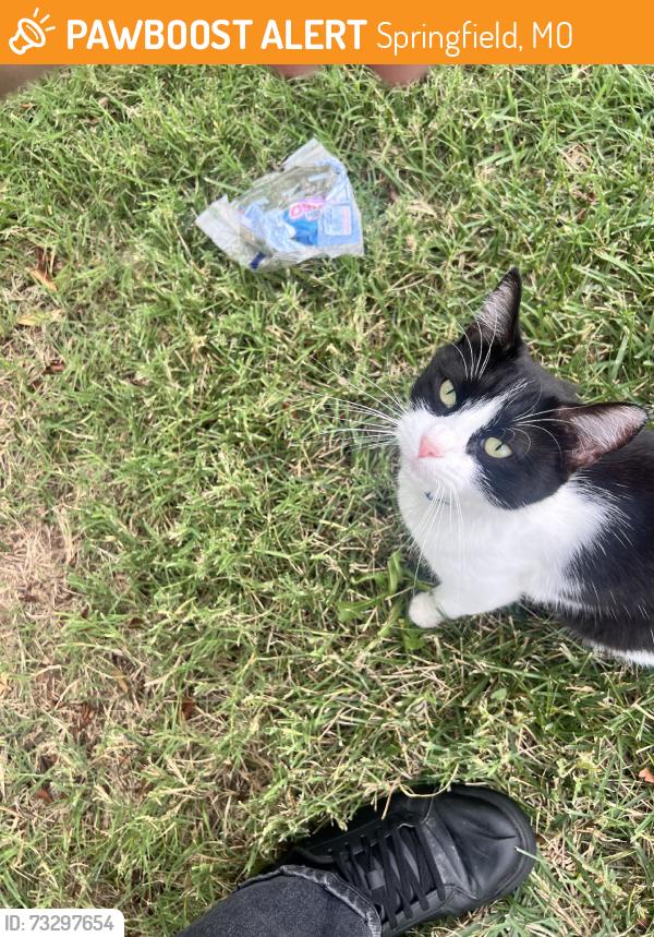 Found/Stray Male Cat last seen Target on primrose, Springfield, MO 65804