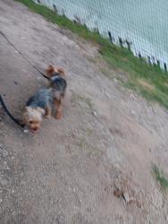 Lost Female Dog last seen W36 street, San Antonio, TX 78228