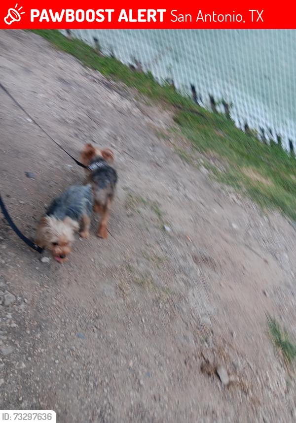 Lost Female Dog last seen W36 street, San Antonio, TX 78228