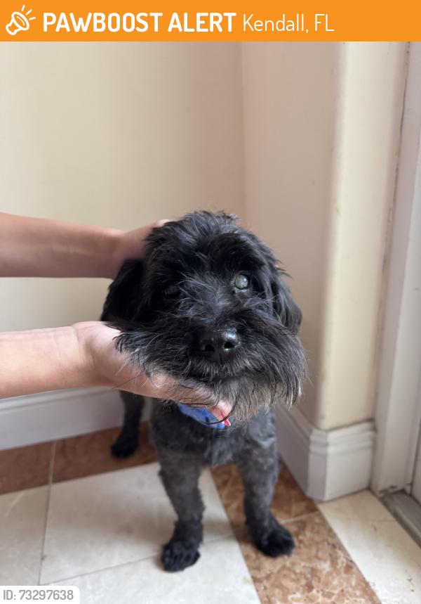 Found/Stray Male Dog last seen Southwest 87 avenue and Southwest 94 street, Kendall, FL 33176