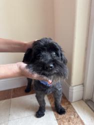 Found/Stray Male Dog last seen Southwest 87 avenue and Southwest 94 street, Kendall, FL 33176