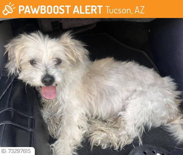 Found/Stray Male Dog last seen 12th and Irvington, Tucson, AZ 85714