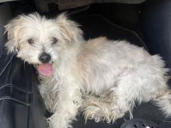 Found/Stray Male Dog last seen 12th and Irvington, Tucson, AZ 85714