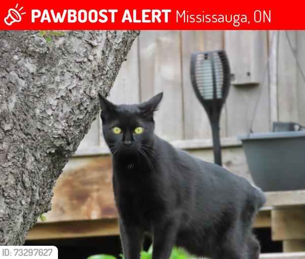Lost Female Cat last seen tyneburn crescent, dixie/bloor area, Mississauga, ON 