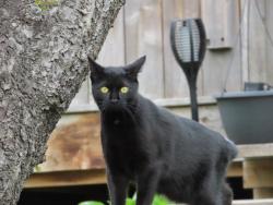 Lost Female Cat last seen tyneburn crescent, dixie/bloor area, Mississauga, ON 