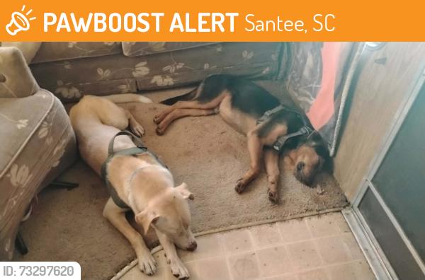 Found/Stray Male Dog last seen Old number six highway by thrift store, Santee, SC 29142