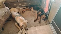 Found/Stray Male Dog last seen Old number six highway by thrift store, Santee, SC 29142
