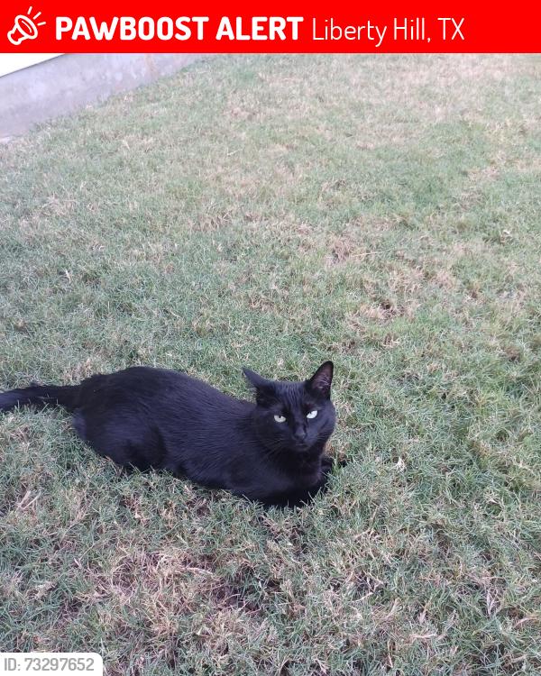 Lost Female Cat last seen Backyard of 220 Terminus Trail, fence backs up to private property on Long Run, Liberty Hill, TX 78642