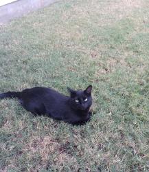 Lost Female Cat last seen Backyard of 220 Terminus Trail, fence backs up to private property on Long Run, Liberty Hill, TX 78642