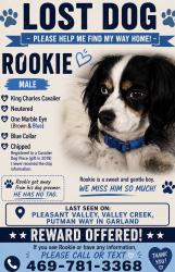 Lost Male Dog last seen Pleasant valley, valley creek, Garland, TX 75040