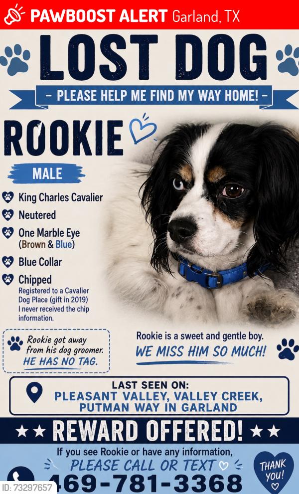 Lost Male Dog last seen Pleasant valley, valley creek, Garland, TX 75040