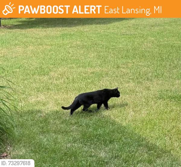 Found/Stray Unknown Cat last seen Intersection of Harvard and Cowley, East Lansing, MI 48823