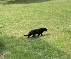 Found/Stray Unknown Cat last seen Intersection of Harvard and Cowley, East Lansing, MI 48823