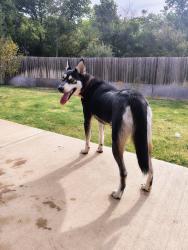 Reunited Female Dog last seen N Beauchamp near 380, Princeton, TX 75407