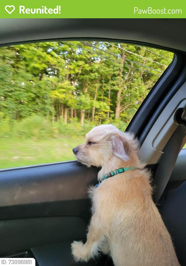 Reunited Female Dog last seen Reynoldsburg-New Albany Rd & Walnut St, Blacklick, OH 43004