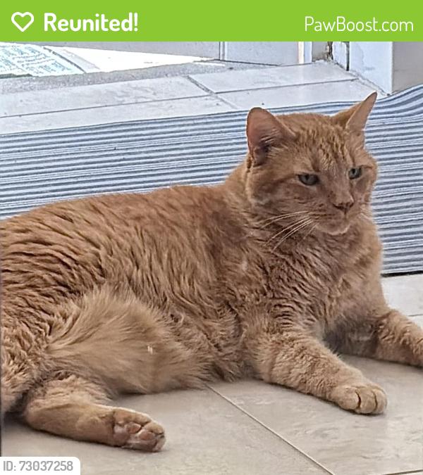 Reunited Male Cat last seen Darius Drive, Reserve at West Bay, Wilmington, Wilmington, NC 28411
