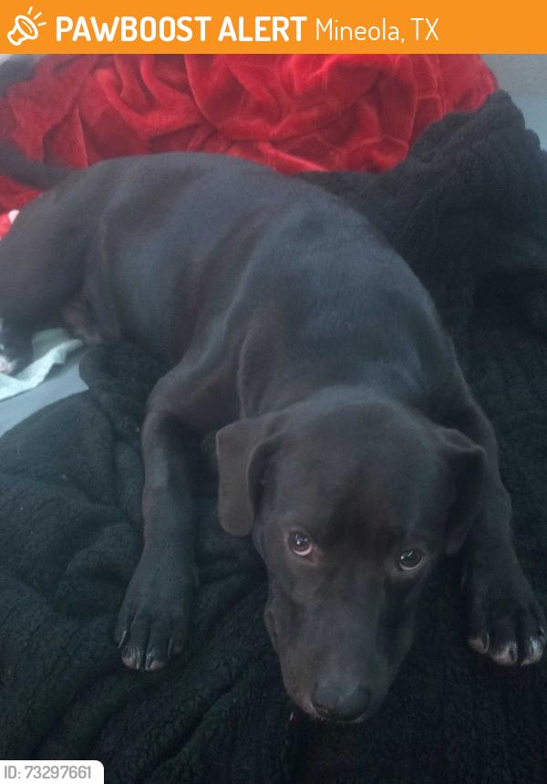Found/Stray Male Dog last seen Mineola, Mineola, TX 75773