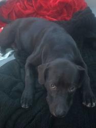 Found/Stray Male Dog last seen Mineola, Mineola, TX 75773