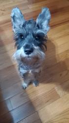 Reunited Female Dog last seen Between 13ave and 14ave, Queens, NY 11356