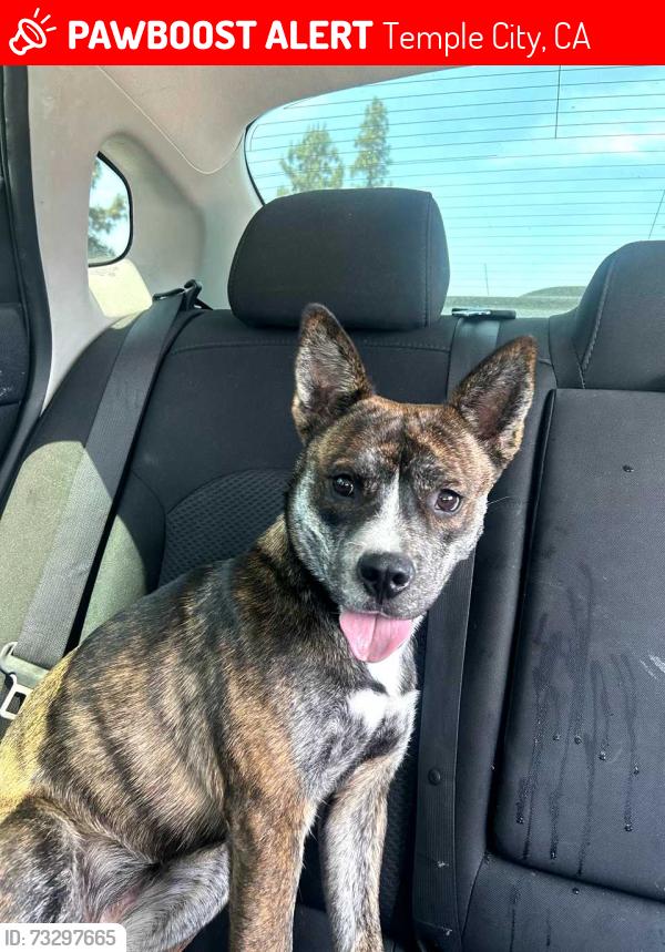Lost Female Dog last seen Pal Mal and Keywest, Temple City, CA 91780