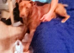 Reunited Female Dog last seen 12th street, Portland, OR 97232