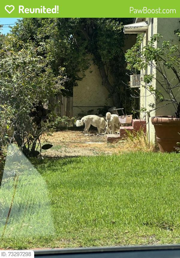 Reunited Unknown Dog last seen Keystone and Burbank, Burbank, CA 91506